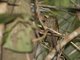 Lineated Foliage-gleaner (Syndactyla subalaris)