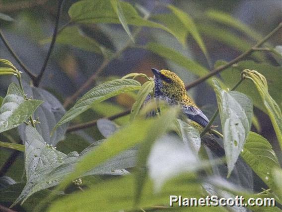 Speckled Tanager (Ixothraupis guttata)