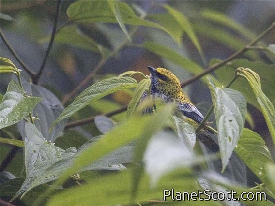 Speckled Tanager (Ixothraupis guttata)