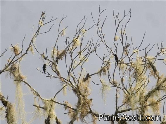 Purple-throated Woodstar (Philodice mitchellii)