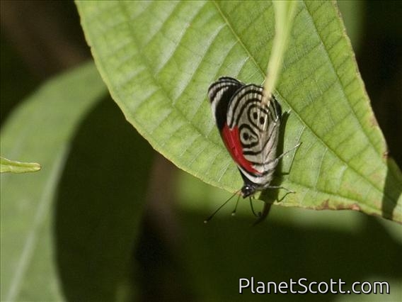Widespread Eighty-eight Butterfly (Diaethria clymena)