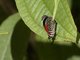 Widespread Eighty-eight Butterfly (Diaethria clymena)