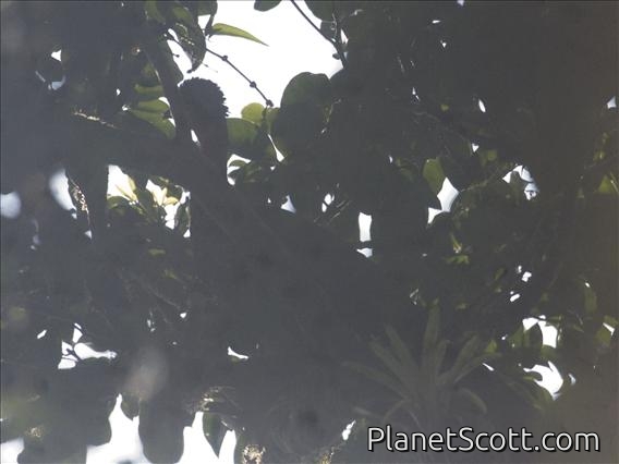 Crested Guan (Penelope purpurascens)