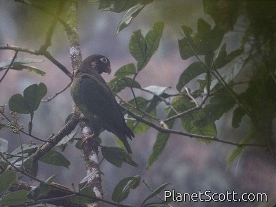Brown-hooded Parrot (Pionopsitta haematotis)