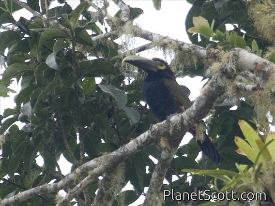 Yellow-eared Toucanet (Selenidera spectabilis)