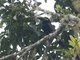 Yellow-eared Toucanet (Selenidera spectabilis)