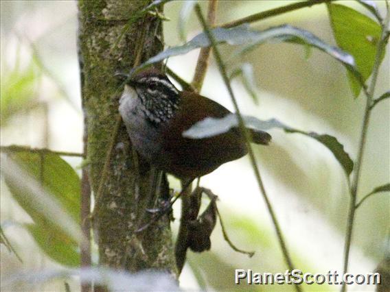 Gray-breasted Wood-Wren (Henicorhina leucophrys)