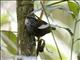 Grey-breasted Wood-Wren (Henicorhina leucophrys)