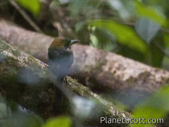 Tody Motmot (Hylomanes momotula)