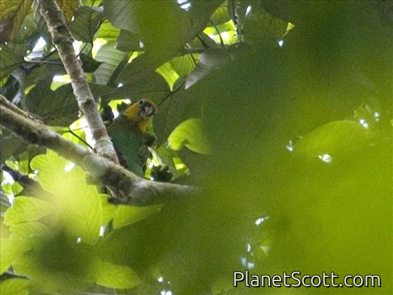 Saffron-headed Parrot (Pionopsitta pyrilia)