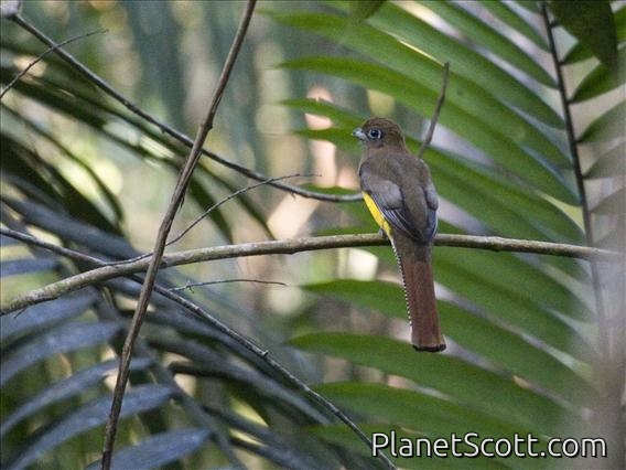 Northern Black-throated Trogon (Trogon tenellus) - Female