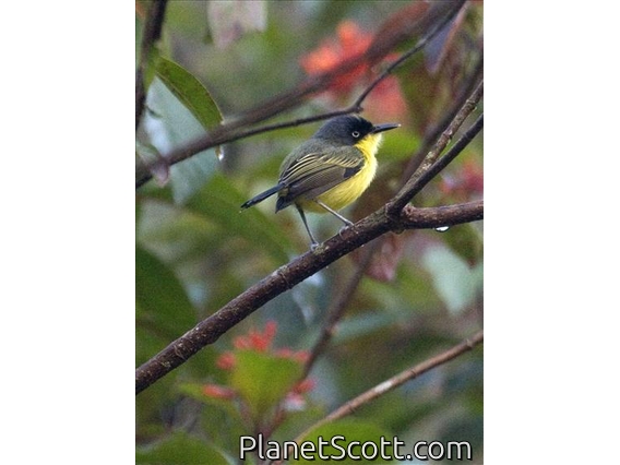 Common Tody-Flycatcher (Todirostrum cinereum)
