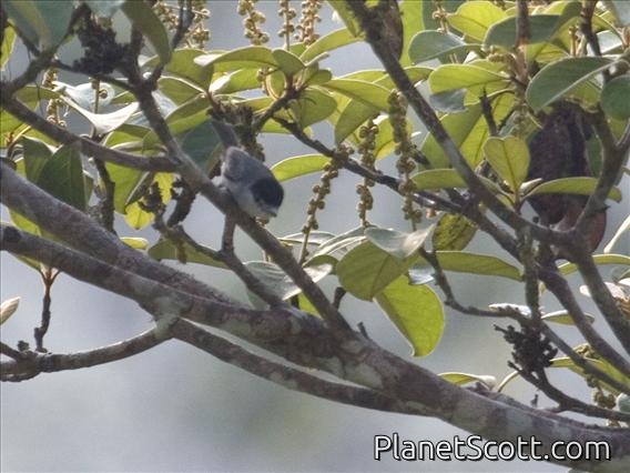 Cinereous Becard (Pachyramphus rufus) - Male