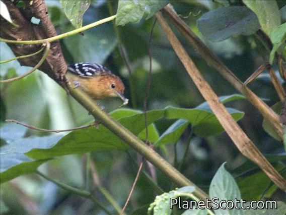 Pacific Antwren (Myrmotherula pacifica) - Female