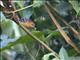 Pacific Antwren (Myrmotherula pacifica) - Female