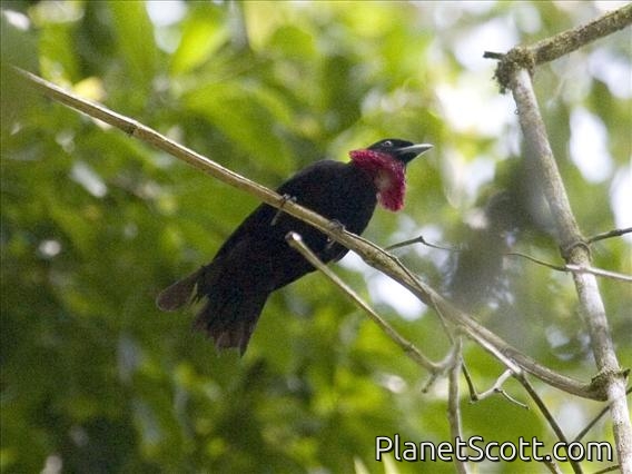 Purple-throated Fruitcrow (Querula purpurata) - Male
