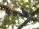 White-tailed Trogon (Trogon viridis) - Male