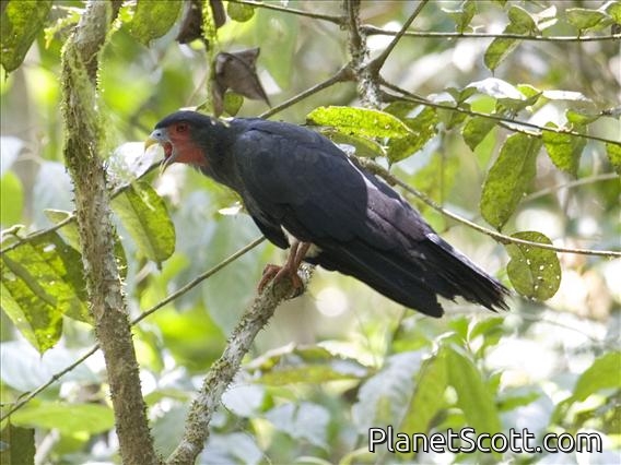 Red-throated Caracara (Daptrius americanus)