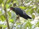 Red-throated Caracara (Daptrius americanus)