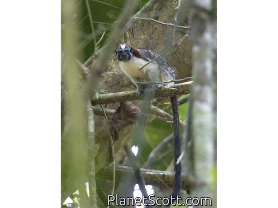 Geoffroy's tamarin (Saguinus geoffroyi)