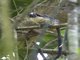 Geoffroy's tamarin (Saguinus geoffroyi)