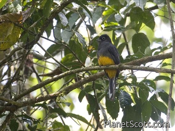 White-tailed Trogon (Trogon viridis) - Female