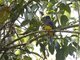 White-tailed Trogon (Trogon viridis) - Female