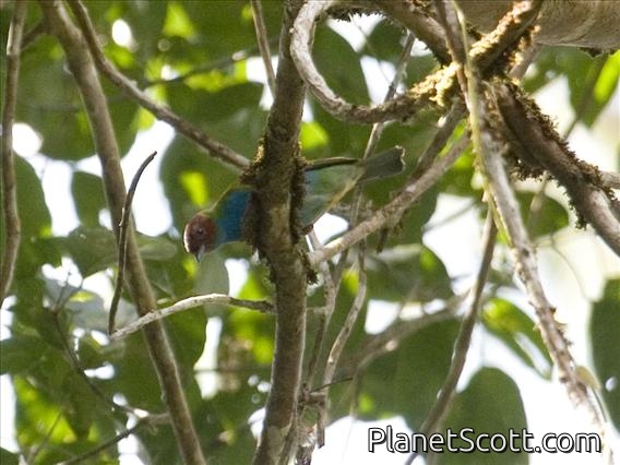 Bay-headed Tanager (Tangara gyrola)
