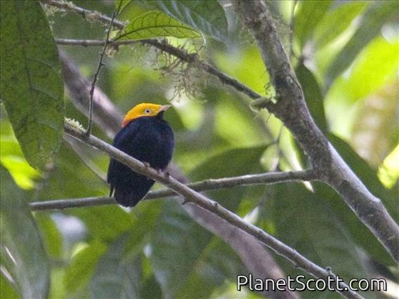 Golden-headed Manakin (Ceratopipra erythrocephala) - Male