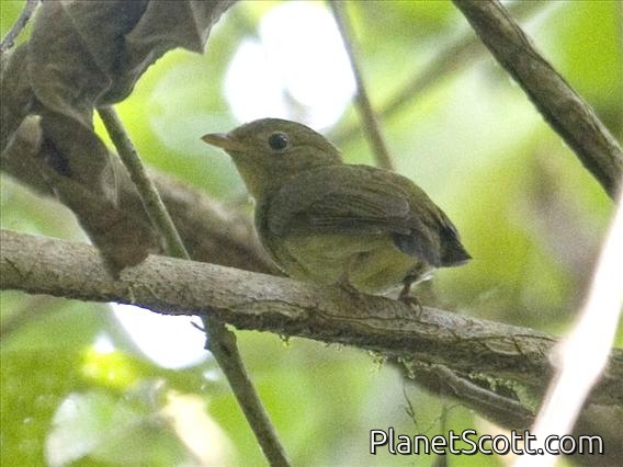 Golden-headed Manakin (Ceratopipra erythrocephala)