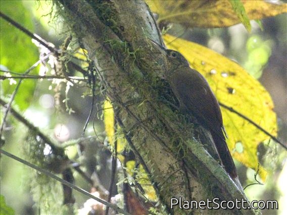 Piping Long-tailed Woodcreeper (Deconychura typica)