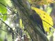 Piping Long-tailed Woodcreeper (Deconychura typica)