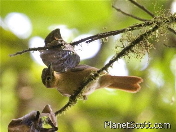 Slaty-winged Foliage-gleaner (Philydor fuscipennis)