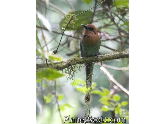 Broad-billed Motmot (Electron platyrhynchum)