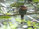 Broad-billed Motmot (Electron platyrhynchum)