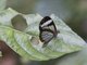 Paula's Clearwing (Oleria paula)