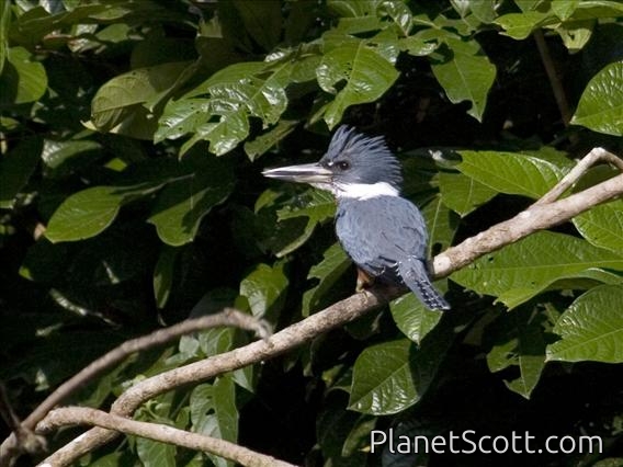 Ringed Kingfisher (Megaceryle torquata)