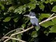 Ringed Kingfisher (Megaceryle torquata)