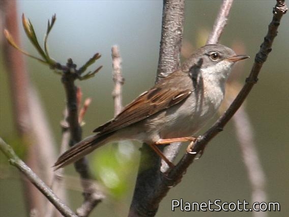 Common Whitethroat (Sylvia communis)