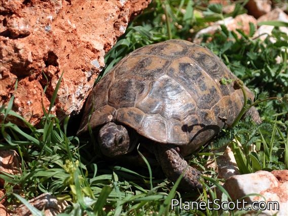Eurasian Tortoise (Testudo graeca)