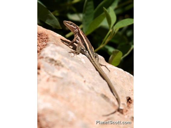 Budak's Rock Lizard (Anatololacerta   finikensis)