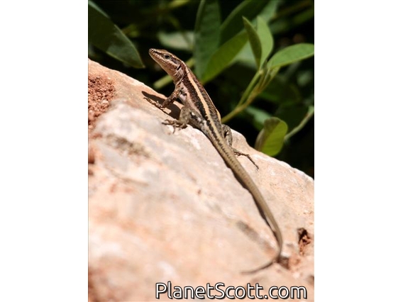 Wall Lizard (Anatololacerta budaki)