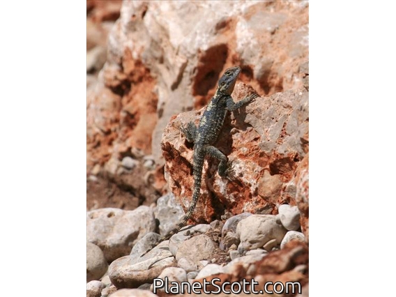 Roughtail Rock Agama (Stelligama stellio)