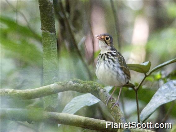 Streak-Chested Antpitta (Hylopezus perspicillatus)