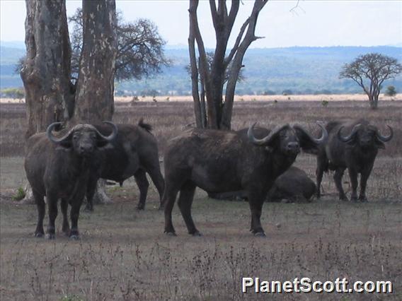 African Buffalo, Mikumi National Park