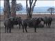 African Buffalo, Mikumi National Park