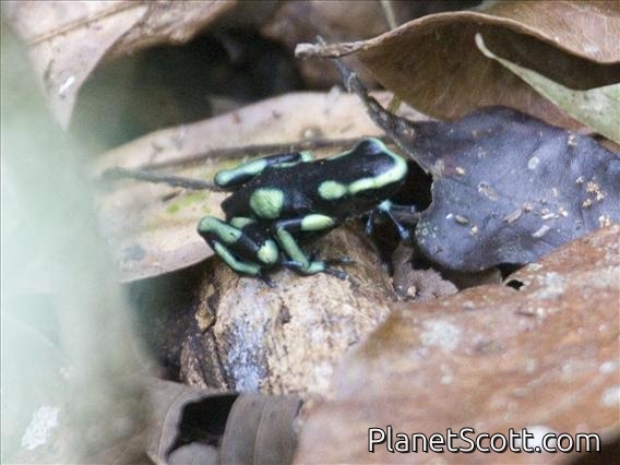 Green and Black Poison Dart Frog (Dendrobates auratus)