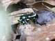 Green and Black Poison Dart Frog (Dendrobates auratus)
