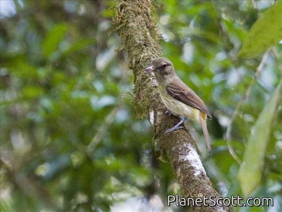 Bright-rumped Attila (Attila spadiceus) - Parent of three