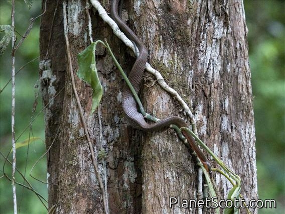 Puffing Snake (Phrynonax poecilonotus)